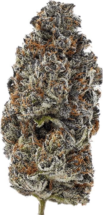 Gelato 41 image 1