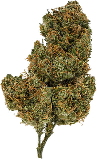 Golden Goat